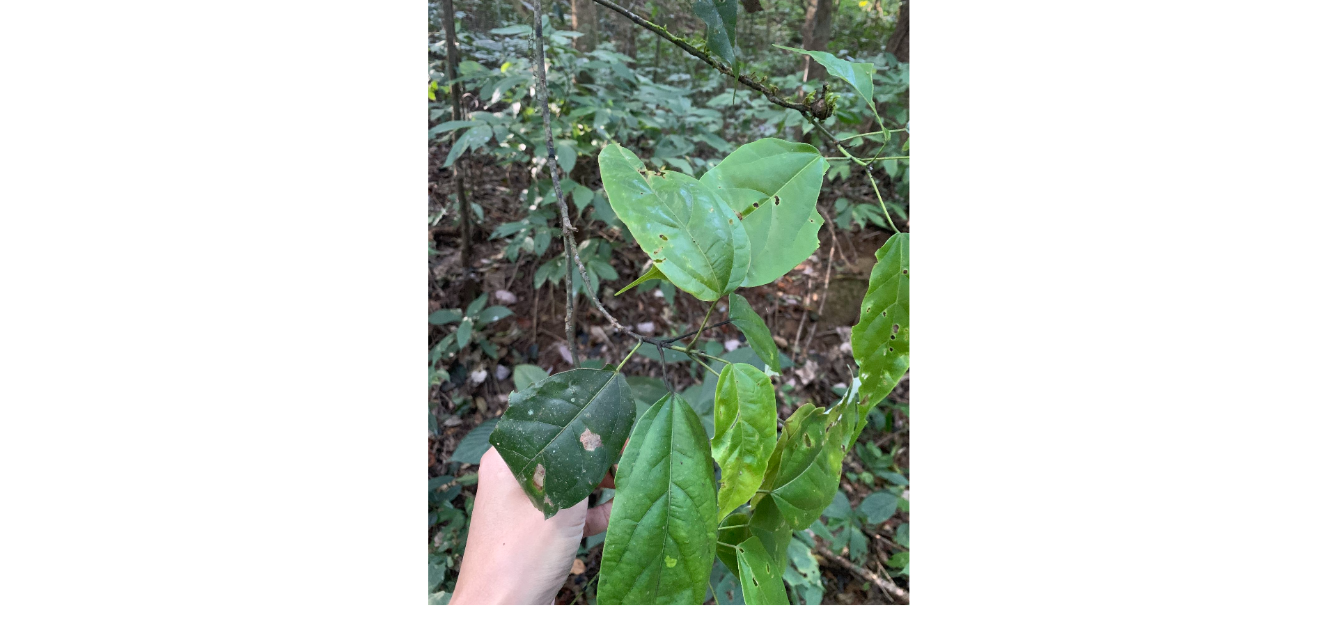 Thích mười nhụy